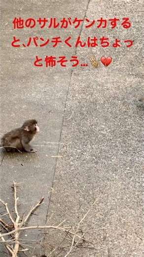 他のサルがケンカすると、パンチくんはちょっと怖そう…🐒💔#punch
