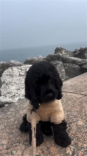 10K views · 742 reactions | Little teddy bear 笠 @thecockermaggie #cockerspanielitalia #cockerspanielpuppies #blackcocker #blackpup #blackbear #cockerspanielcuties #cockerspanielmoments #dogpresent | Cocker Planet | Facebook