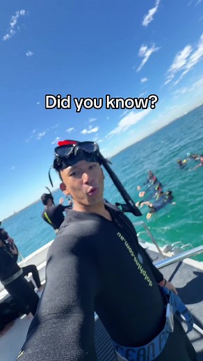Swimming with Wild Dolphins in Perth, Australia