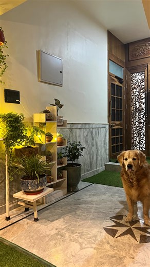 Coco on Instagram: "Dogs are scared of diwali crakers. Coco- vo kya hota hai ? #reelkrofeelkro❤️ #reelinstagram❤️ #reelindia❤️❤️ #love #dogstagram #happyness #cutedog #cute #reel #funny #meme #memesdaily #memes😂 #diwali #diwali2025✨❤️ #patakhe #goldenretrieverworld #goldenretriever #dogs #dogs_of_instagram #dogsofinstagram #dogsarethebest #doggo #doggy #dogslife #dogslovers"