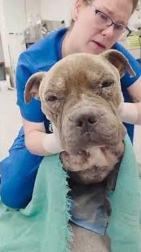 Skinny Pittie Puppy Poisoned With Ibuprofen Is The Nicest Boy | The Dodo