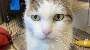 Pet of the Week: Jack