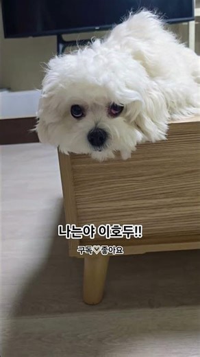 나는야 이호두!! #강아지 #강아지일상 #쇼츠추천 #강아지영상 #쇼츠 #애견영상 #말티푸 #반려견 #반려동물 #이호두 #강아지브이로그 #강아지쇼츠 #귀여운강아지 #댕댕이