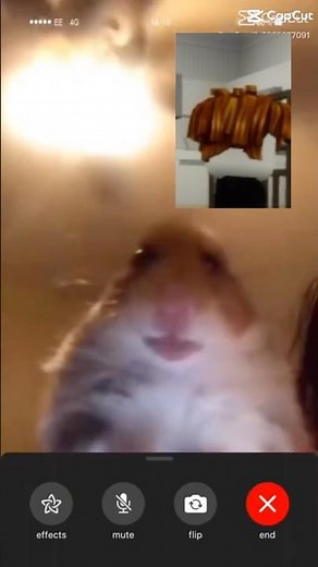Hamster call meme