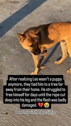 when we found him , he was exhausted, in pain and barely able to walk. the cost of the surgery $2000