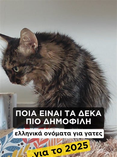 Είστε έτοιμοι να ανακαλύψουμε μαζί τα πιο δημοφιλή ελληνικά ονόματα για γάτες για το 2025; Δείτε το βιδεο!!! #tsitsosthecat #γατες #γατακια #τικτοκ_ελλαδα #ελληνικοτικτοκ