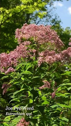 Joe Pye Weed & Culvers Root - Deer-Resistant Vertical Architecture!