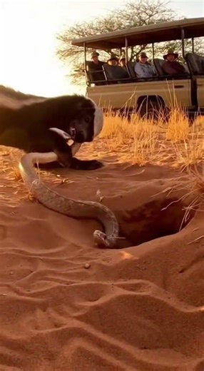 How Do Badgers Deal with Snakes in the Wild? Surprising Defense Tactics #wildlife #nature #badgers