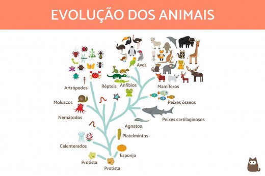 Origem e EVOLUÇÃO dos ANIMAIS - Resumo e esquema