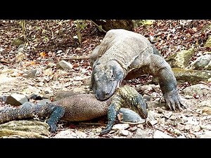 Komodo Dragon Vs monitor lizard