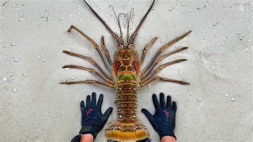 Found Giant Lobster While Spearfishing Remote Island