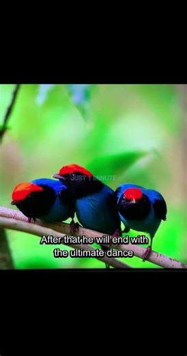 The Ultimate Wingman: Lance-tailed Manakin! 🕺🔥 #shorts #uniqueanimals