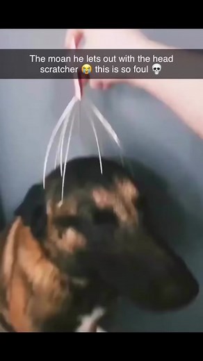 Dog's Adorable Reaction to Head Scratcher