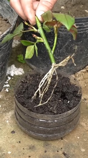 US Europe Secret Grow Roses from Cuttings with Cucumbers! | Garden Craft