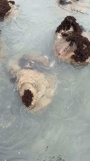 One of the prettiest shells you’ll ever see 🐚 #abalone #redabalone #beachcombing #rockhounding #naturalart #rockhound #tidepools #agatehunting | TidewaterAgates