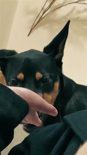 This Dog Café in Seoul Will Melt Your Heart 😍🐾 #DogCafe #Seoul #DogLovers #PuppyLove