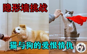 主人挑战“隐形墙”试验。全网最聪明的边牧竟然...！！