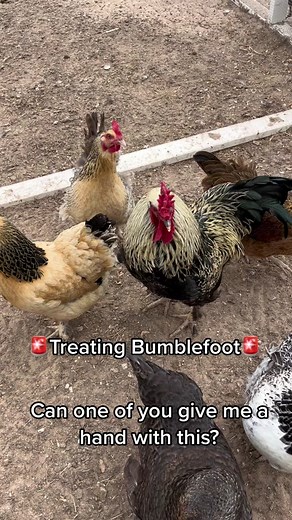 Treatment: *Always wear gloves when treating bumble as it is a staph infection* 1. Clean the affected foot carefully, often times and Epsom salt soak will soften the scab enough to be gently removed. 2. Very gently remove the scab and squeeze lightly to help remove the pus. If it begins to bleed cease treatment for the day and continue with the following steps. 3. Dry the foot and leg thoroughly. 4. Apply Vetricyn, Silver Honey, Prid or another antibacterial spray/ointment made for poultry. 5. C