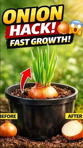 How to Grow Onions at Home (Step by Step) 🧅 | Big Onion Growing Tips #shorts #shortvideo #trending