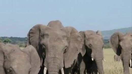 The Batloung Clan's Allegiance in Lesotho History