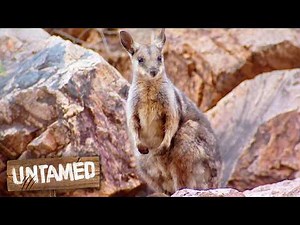 The Rare Wallaby Hiding In The Australian Outback | The Wild Life Of Tim Faulkner