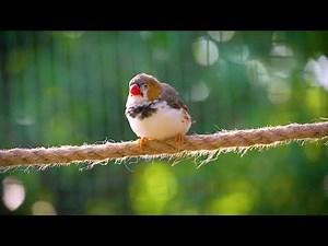 Finch Bird Singing and Playing in Aviary | Calming Bird Sounds