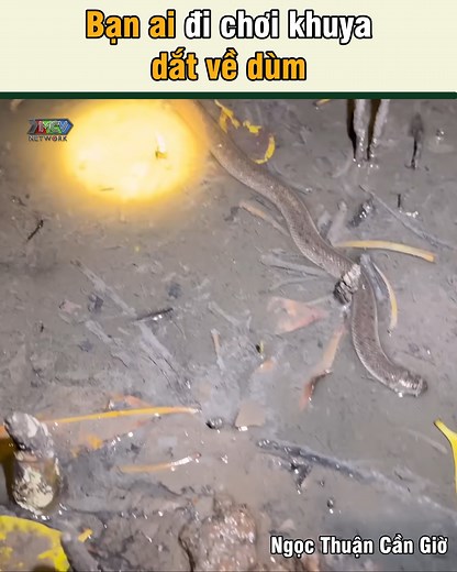 390K views · 1.2K reactions | Bạn ai đi chơi khuya dắt về dùm --- Nguồn: Ngọc Thuận Cần Giờ Bản quyền được bảo vệ và quản lý bởi MCV Network #MCVNetwork #MCV #NgocThuanCanGio #NTCG #KenjiP336Band | Kenji P336 Band | Facebook