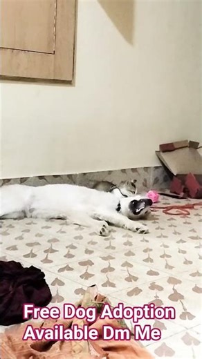 Free Adoption Available Retriever Puppy 😊 Free Dog Adoption Available | How to Adopt Puppy |