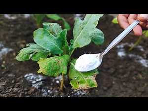 Say Goodbye to Garden Pests: Baking Soda Tips for Soil Health & Protection