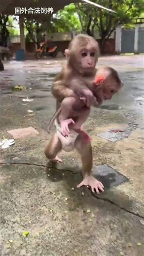 funny animals 🐒😂#monkey #shorts #cute #viral