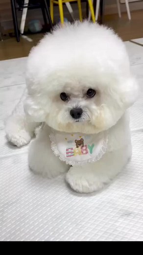 Adorable Poochon and Maltipoo Compilation
