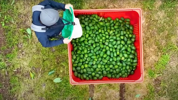The Journey of Avocados Through High-Tech Processing Plant