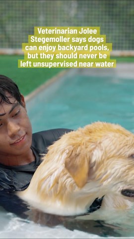 Should you let your dog swim in the pool?