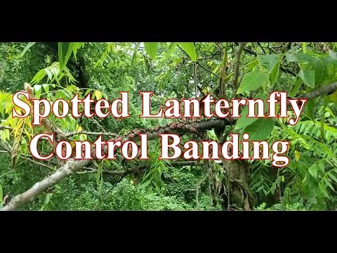 Spotted Lanternfly How to install a Sticky Trap