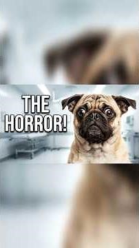 These Dogs Reactions Are Absolutely Unreal #funny #animals #reels