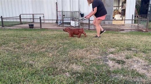 The Players Pig Sale — LETS ROLL! 🎲🎰♠️ 14-2 𝘼𝙇𝙇 𝙏𝙃𝙀 𝙒𝘼𝙔 𝙭 𝙍𝙊𝘾𝘾𝙊 -Mom was Champion Duroc Gilt @ San Antonio and Reserve Overall Supreme Champion @ San Angelo in 2025. We are bringing a littermate (14-3) who will play the game just as well, if not better. 😏 ♦️ Preview Details ♦️ Tune in to the livestream preview on October 10th at 12:00pm CST or join us for the FINAL PREVIEW at 5:30pm in Stephenville! ♦️Sale Details♦️ 📍Stephenville, Texas 🗓️ Friday, October 10th 🕖 Live Sale ha