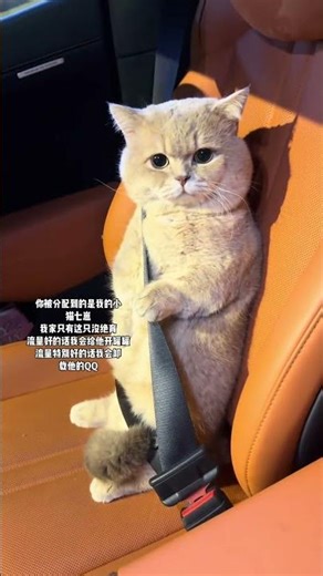 You Vote, I Vote: Uninstall Little Cat QQ Urgently Needed