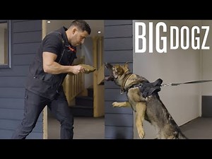 Meet Conan - The $25,000 Protection Dog | BIG DOGZ