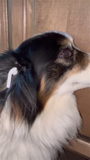 Life is ruff sometimes#dog#dogshorts#sad