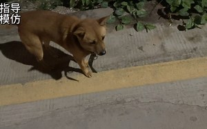 如何安全的经过其他狗的地盘？什么是狗狗社交技巧？如何学习忽略和平静的面对？狗狗心理学狗狗领导学