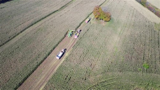 کار در گاوداری مدرن