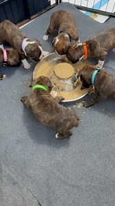 This is a MUST WATCH..keep an eye on pink 🩷and green💚 . Puppy handstands is a thing. Remember our viral video where many thought I pushed the puppy .. puppy handstand 101 .. 🤣 Henley & Aries : Brindle Blizzards 🩷TBD🖤TBD💚Major 🧡Lyra💙Austin💜Bowie #foryourpage #boxerpuppy #fblifestyle #puppy | Angels by the Dozen Boxers