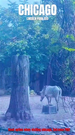 CHICAGO LINCOLN PARK ZOO #zoo #usa #usashorts #world #travel #travelusa #travelchicago #chicago