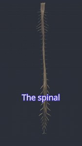 🧠 How does your body know where to send signals? It all starts with the spinal cord, a vital communication highway from brain to body. In this short video excerpt from the Spinal Cord Anatomy and Function course, explore the layout of spinal cord segments, from cervical to coccygeal. 📽️ This video is part of the Neuroanatomy Programme on Physiopedia Plus, designed to help clinicians visualise and apply neuroanatomy with clarity and clinical relevance. 🔗 Start learning today https://members.ph