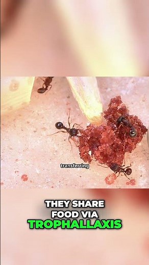 How Ants Communicate Secretly (and You Never Knew)