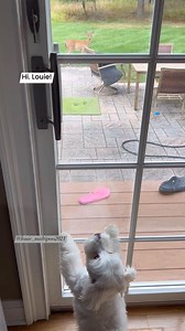 68K views · 1.3K reactions | Literally,he attacked my crocs. So brave. Haha #maltipoo #dog #doggo #dogmom #doglover #doglife | LouieMaltipoo2021 | Facebook