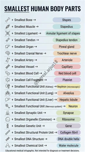 Smallest Human Body Parts | High-Yield Anatomy Facts for Exams