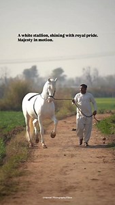 8.4K views · 6.3K reactions | A white stallion, shining with royal pride. Majesty in motion.懶 #punjab #horse #walk #beauty #hassan_saggal_007 | Maher Hassan Nawaz | Facebook
