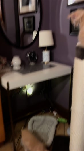 Meet buff and fluff decent s of the Egyptian sand cats who@still Rome the kemet desert to this day | Anna Robinson