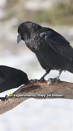 Can Ravens Really Use Tools and Solve Puzzles?
